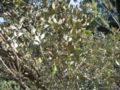 Acacia craspedocarpa (broad-leaved mulga)