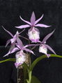 Thumbnail for version as of 10:25, 2 May 2007