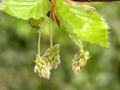 Flowers of Fagus sylvatica