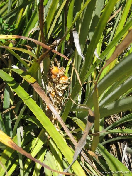 File:Bromelia balansae-heart of flame-IMG 0281 hunt07.jpg