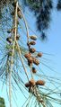 Casuarina cunninghamiana fruit