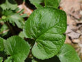 Leaf closeup