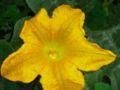 Male Pumpkin Flower (Open)