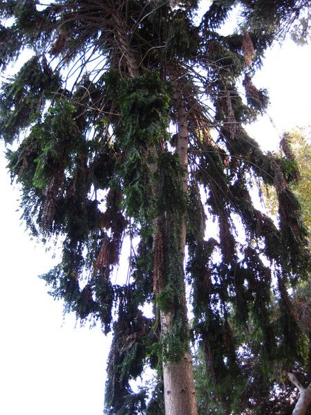 File:Gbrt9epi3wop9nnzba59hb8h0clsvfe.jpg