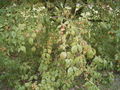 Thumbnail for version as of 17:29, 2 November 2007