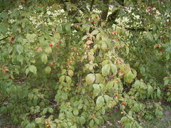Branch with fruit