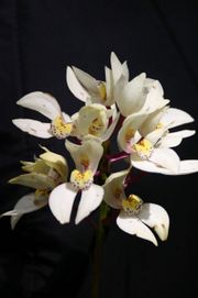 Govenia liliacea