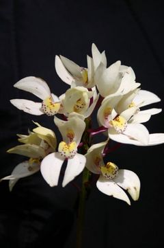 Govenia liliacea