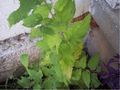 Thumbnail for version as of 14:32, 7 October 2007