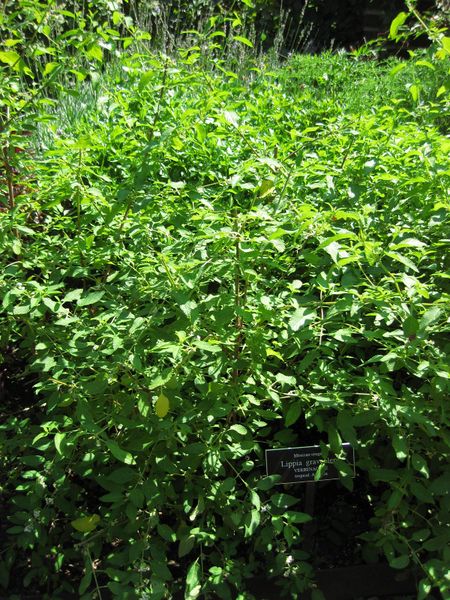 File:IMG 0262 nybg09.jpg