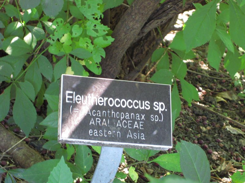 File:IMG 0343 nybg09.jpg