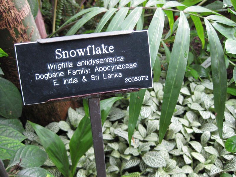 File:IMG 1198 bbg09.jpg