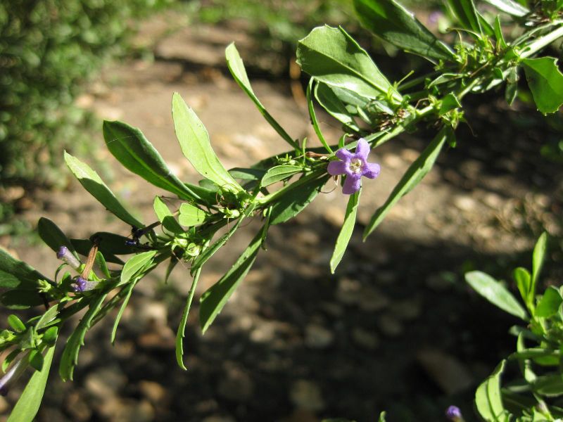 File:IMG 1936 hunt09oct.jpg