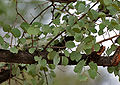 leaves & trunk