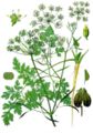 Parsley