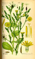 Wild Lettuce (Lactuca virosa)