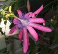 Passiflora kermesina