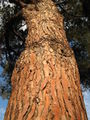 Thumbnail for version as of 14:22, 9 June 2007