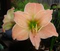 Hippeastrum 'Sweet Kiss'