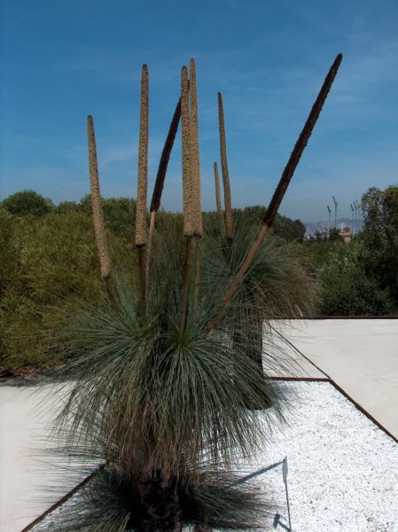 File:Xanthorrhoae glauca.jpg