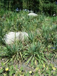 Yucca glauca