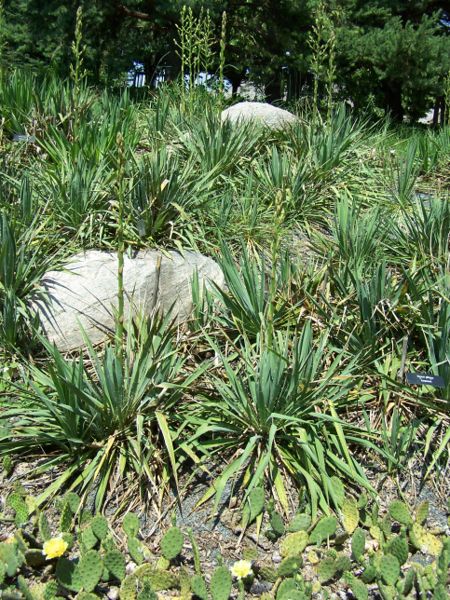 File:Yucca glauca soapweed MN 2007.JPG