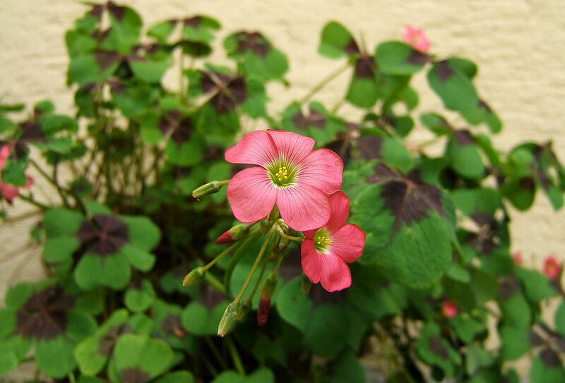 File:1024px-2007-07-01Oxalis tetraphylla01.jpg