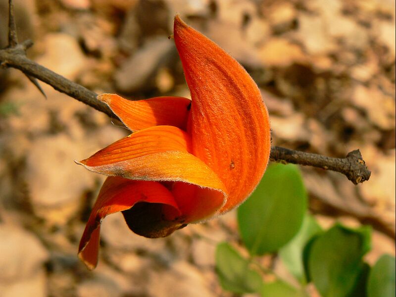 File:1024px-Butea monosperma2.jpg