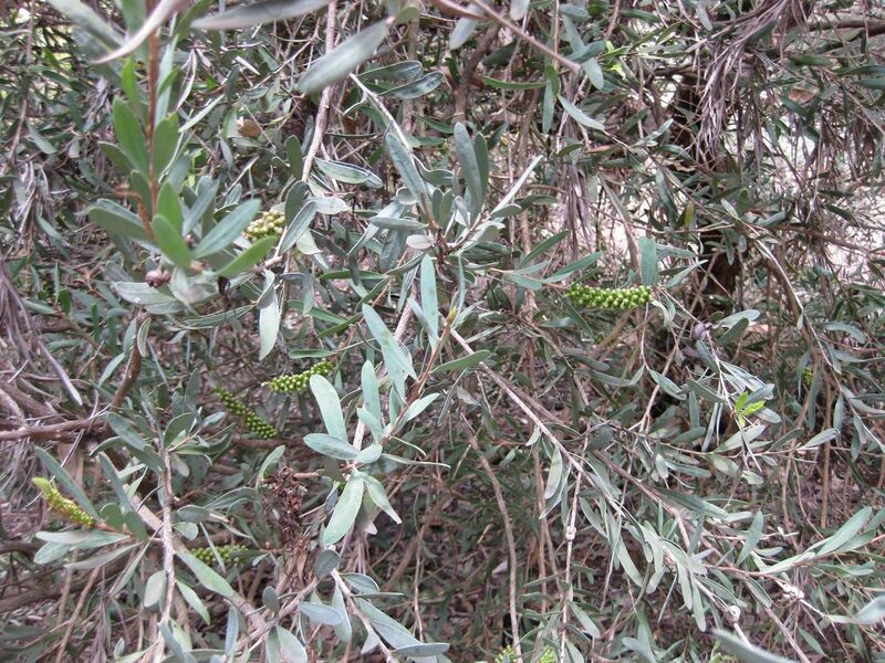 File:1280px-IMG 4617 hunt0904.jpg