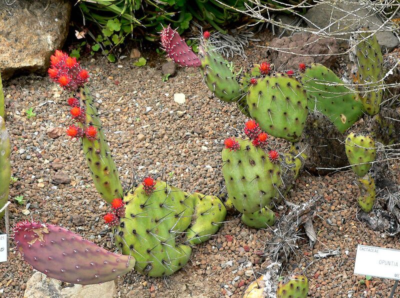 File:1280px-Opuntia riviereana 1.jpg
