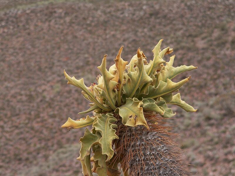 File:1280px-Pachypodium namaquanum PICT2661.JPG