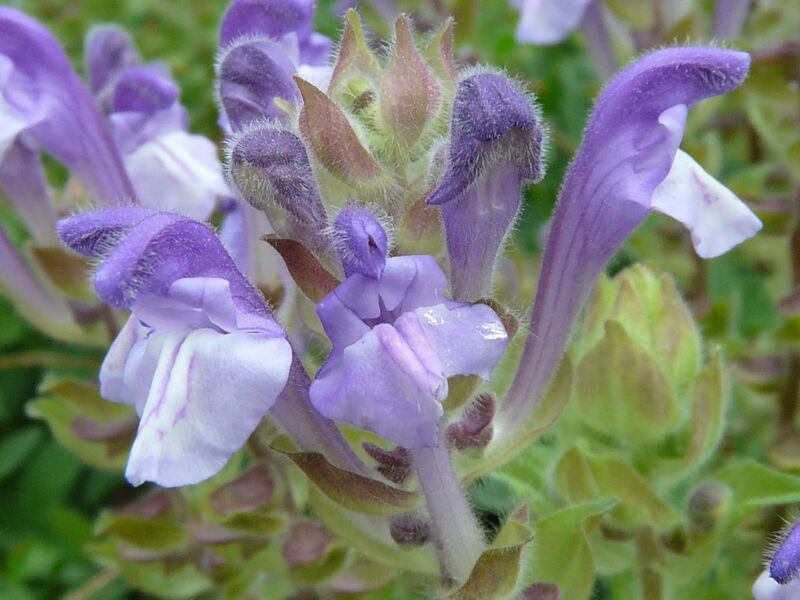 File:1280px-Scutellaria Alpina closeup.JPG