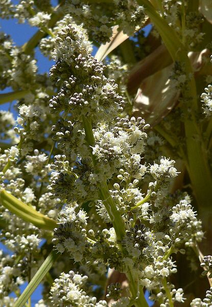 File:531px-Nolina siberica 4.jpg