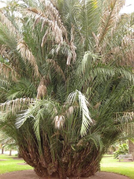 File:576px-IMG 4020 hunt0904.jpg