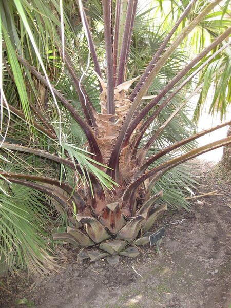 File:576px-IMG 4139 hunt0904.jpg