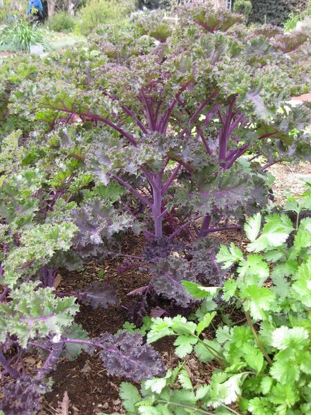 File:576px-IMG 5331 hunt0904.jpg