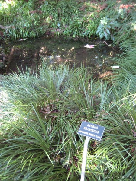 File:Acorus gramineus-japanese sweet flag-IMG 7701 sfbg0308.jpg