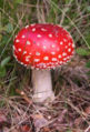 Thumbnail for version as of 04:17, 14 June 2007