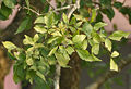 leaves at Narendrapur near Kolkata, West Bengal, India.