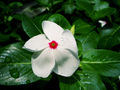 Thumbnail for version as of 17:35, 7 March 2008