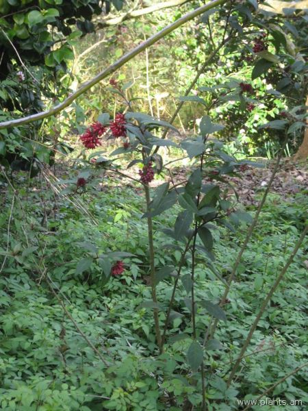 File:Cestrum-newellii-IMG 7400 sfbg0308.jpg