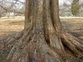 Base of the trunk
