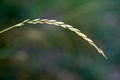 Thumbnail for version as of 05:14, 8 October 2007