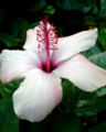 Thumbnail for version as of 06:54, 16 October 2007