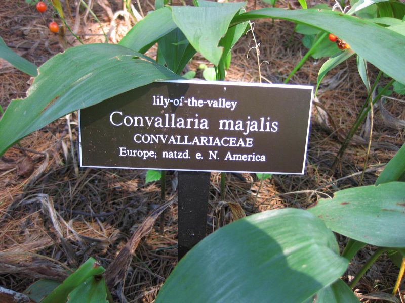 File:IMG 0200 nybg09.jpg