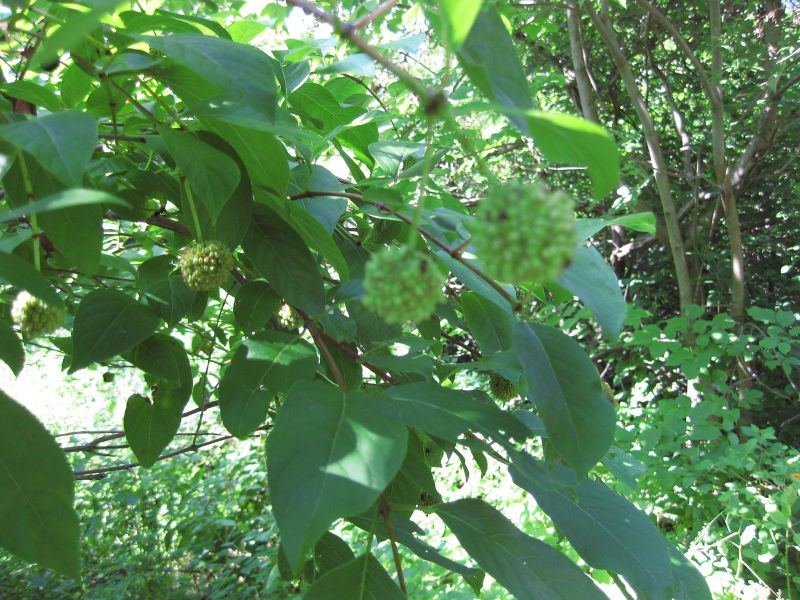 File:IMG 0347 nybg09.jpg