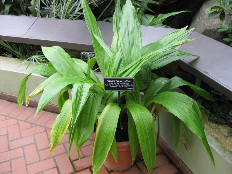 File:IMG 0948 bbg09.jpg
