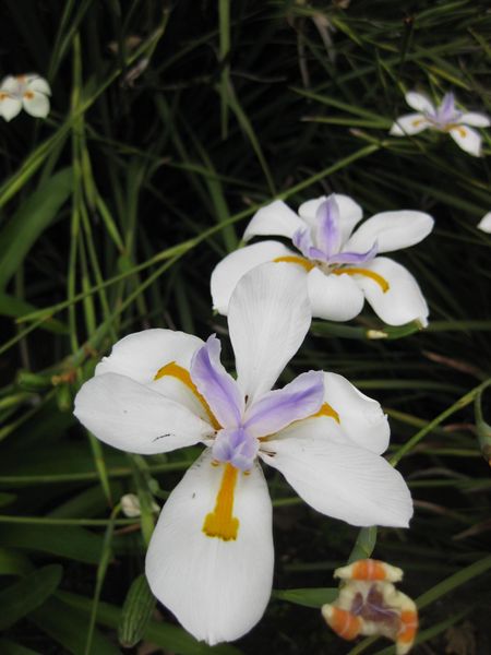File:IMG 6824 hunt09jun.jpg