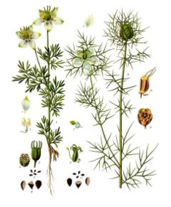 Nigella sativa (left) and Nigella damascena (right)