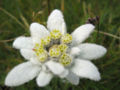 close-up of the flower heads